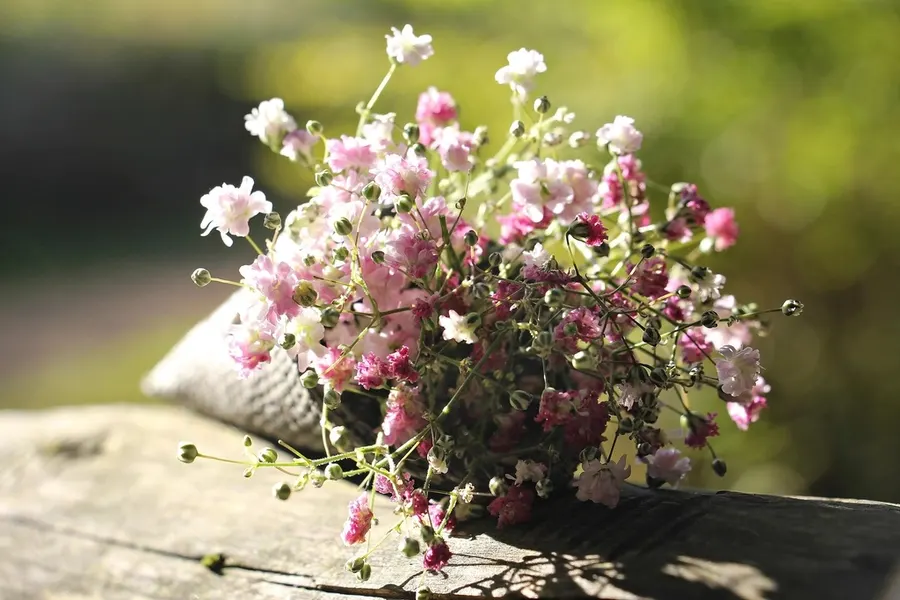 Güneş ışığında pembe ve beyaz cipso çiçeği (gypsophila) demeti